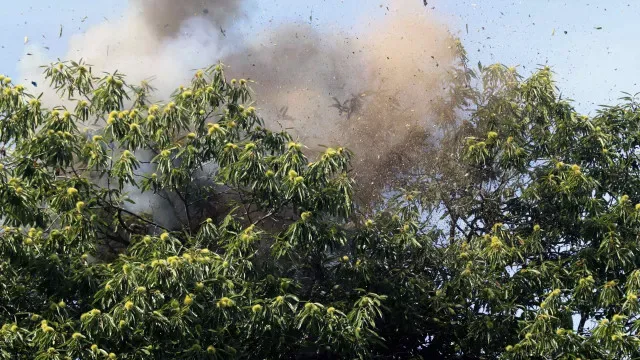 Eliminados 241 ninhos de vespa velutina em Oliveira do Hospital este ano