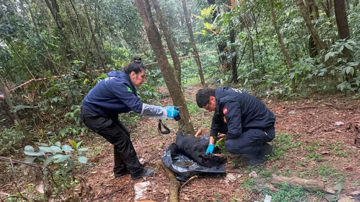 Cadela Rottweiler é encontrada morta, presa pela corrente e coleira, com sinais de suposto enforcamento em Chapecó