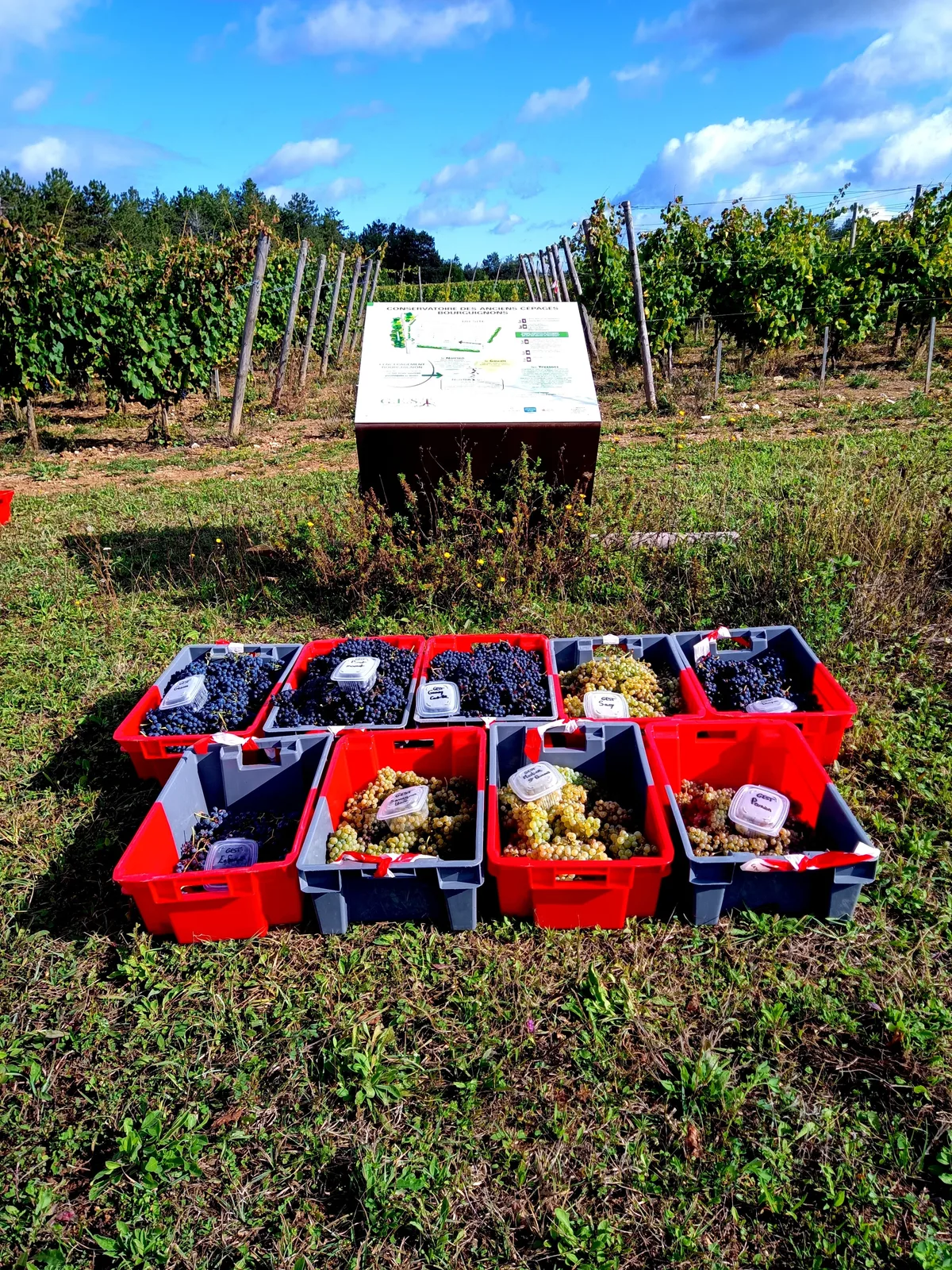 Foire aux vins : quels cépages pour le bourgogne du futur ?