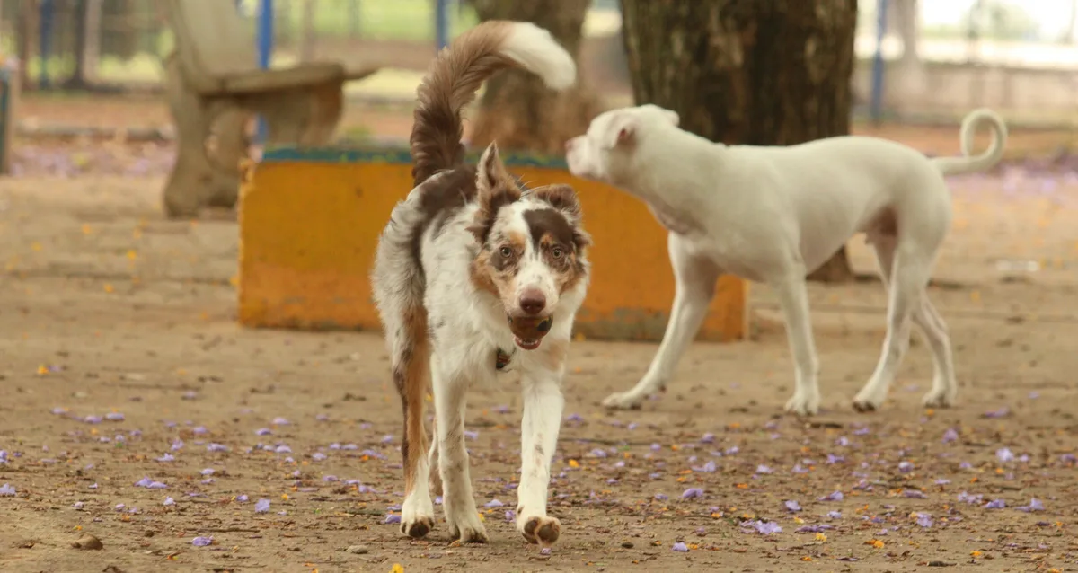 Marco regulatório pretende regulamentar criação e comércio de cães e gatos; microchip e castração obrigatória estão em pauta