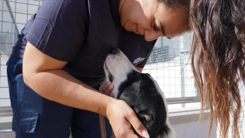 Emperrados pone rostro a las historias que deja el abandono y a los perros que continúan esperando un nuevo hogar