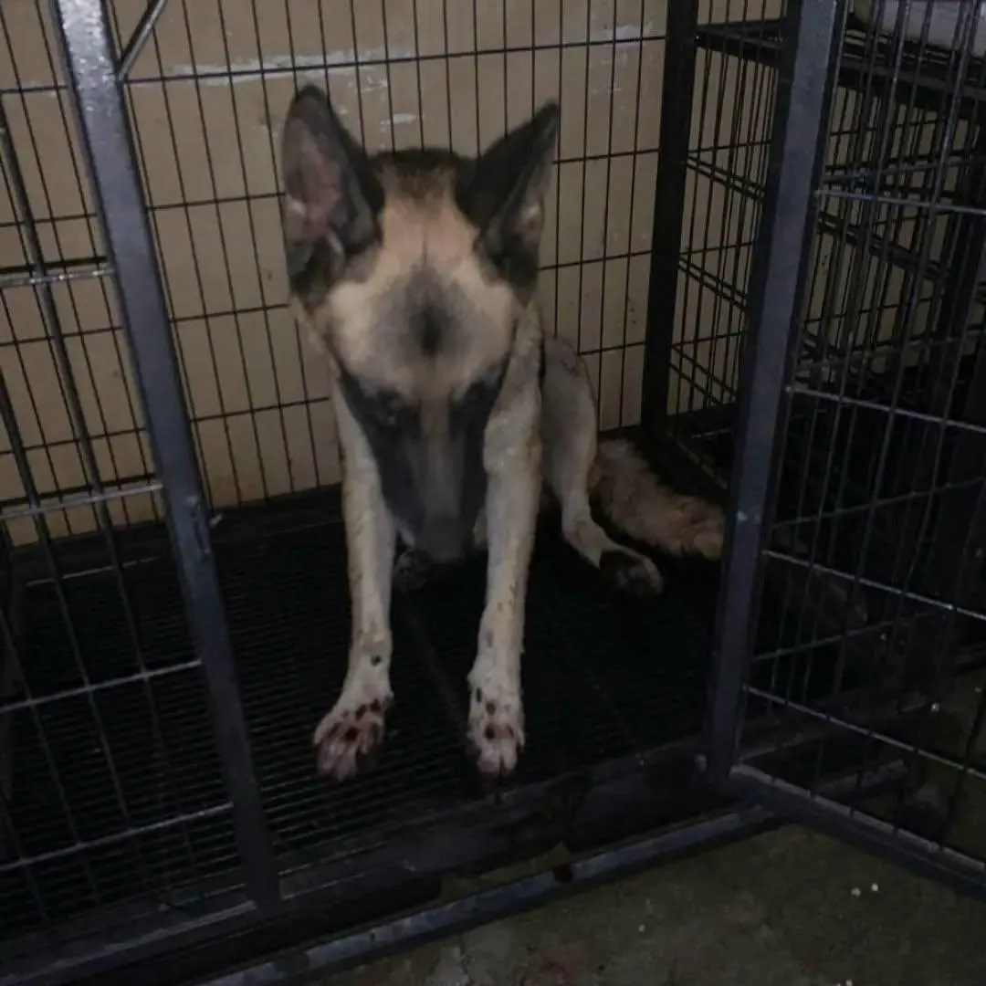 Dignidad Animal dice que caso de ‘Darsy,’ la perrita arrastrada por una camioneta en Acuña, fue un accidente
