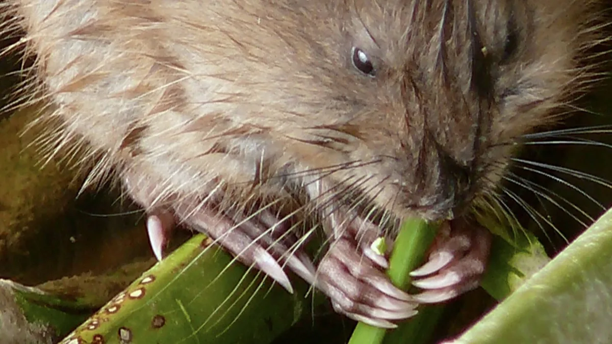 Parece un capibara en miniatura, pero es una especie invasora que puede provocar leptospirosis en humanos