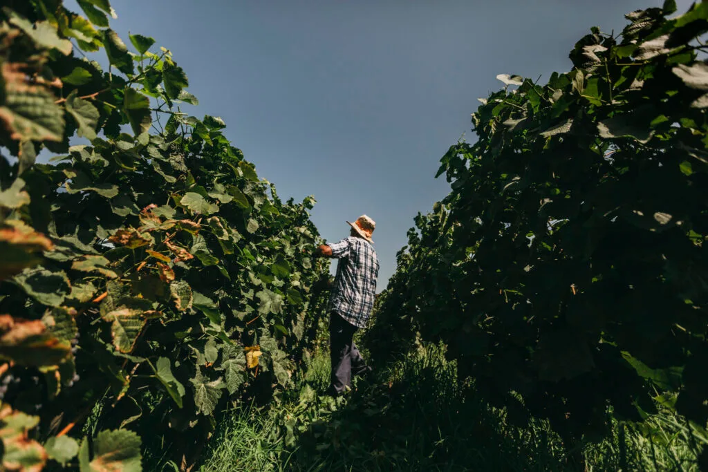 8 programas para desfrutar da vinha e do vinho