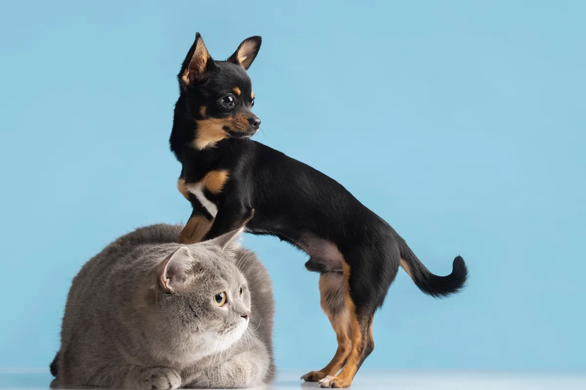 O que diz a psicologia sobre quem prefere pets do que pessoas