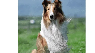 Fetching performances: Hollywood’s best canine stars