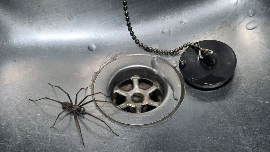 VIDÉO - Vrai ou faux : les araignées viennent se réfugier dans les maisons à l'automne ?