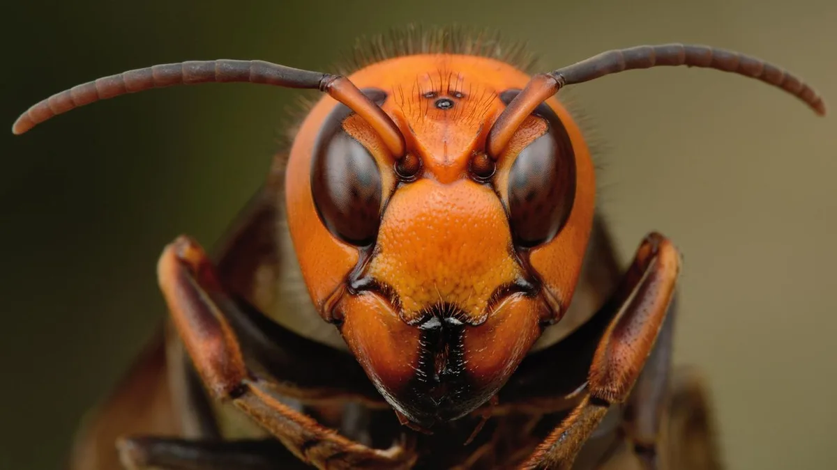 Insekten: Die Asiatische Hornisse erobert Deutschland. So lässt sie sich bekämpfen