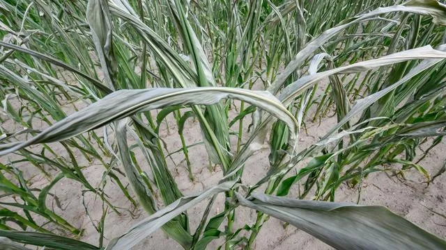 Wasserknappheit: Mehrere Brandenburger Kreise verbieten die Wasserentnahme