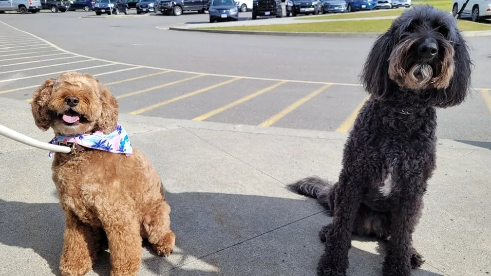 Who's a good mayor? Kitimat adds 2 dogs to the ballot to boost voter turnout