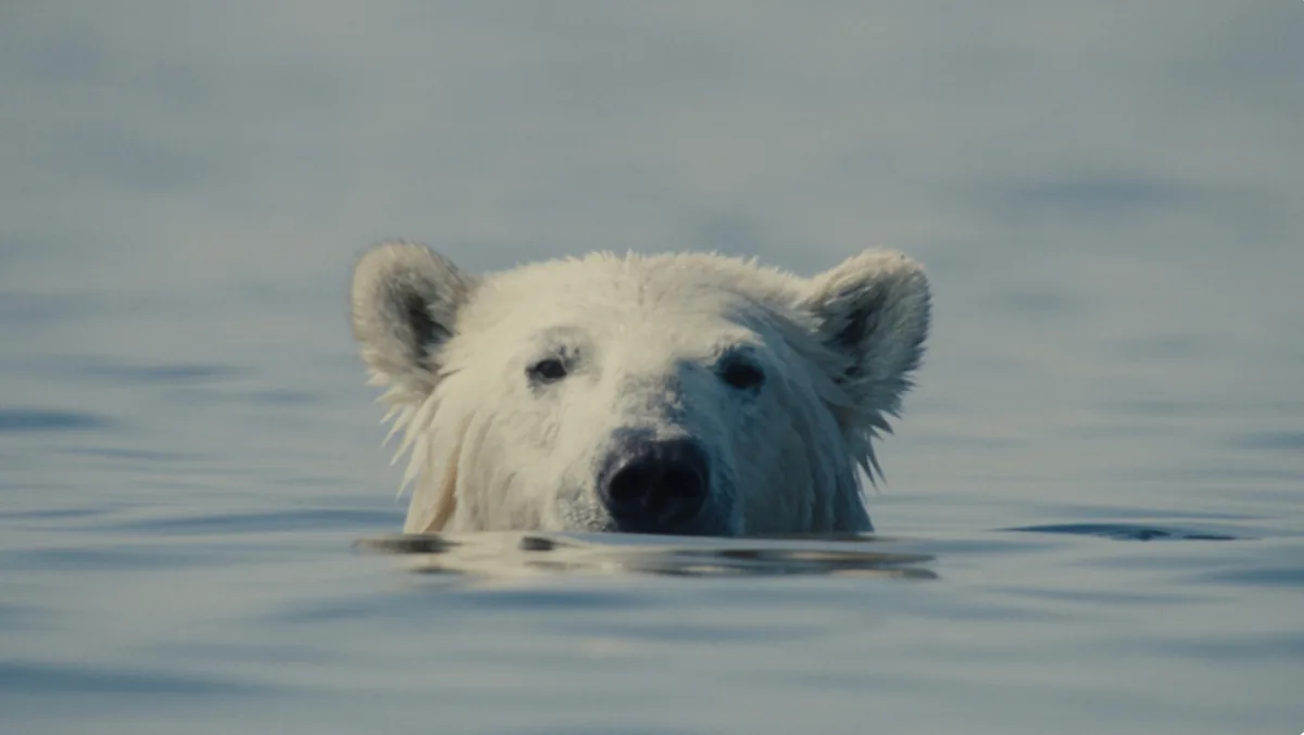 ‘Nuisance Bear’ Trailer: In Oscar-Contending Documentary, Polar Bears And Humans Collide In Frigid North