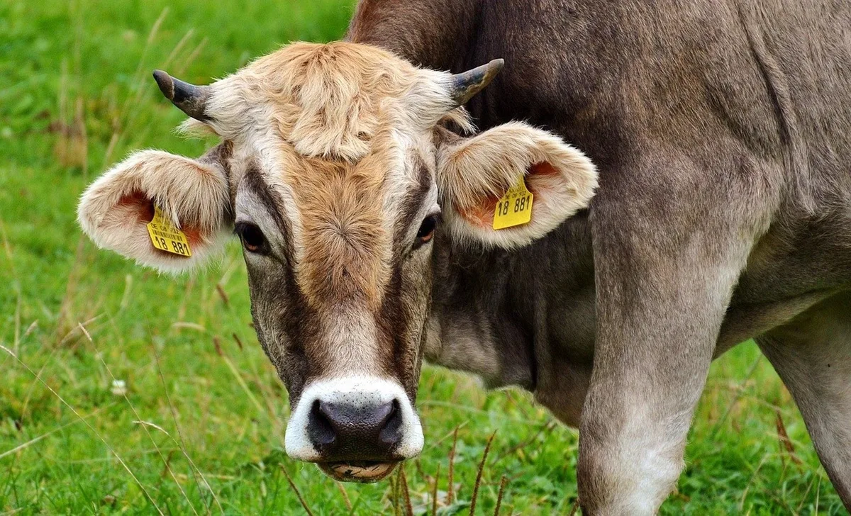 La Unión Europea suspende la importación de carne procedente de Brasil por uso excesivo de antibióticos