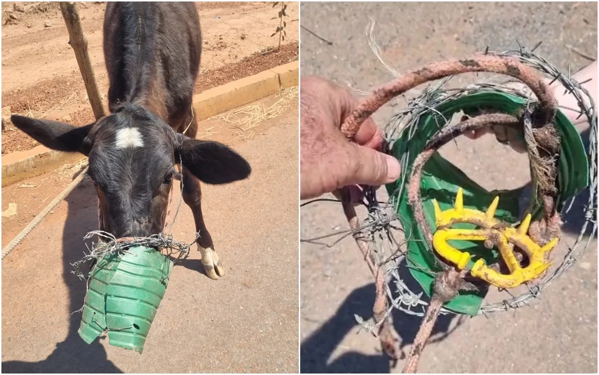 Bezerra achada com galão e arame farpado enrolado na boca estava ferida e ‘louca para comer’, diz morador