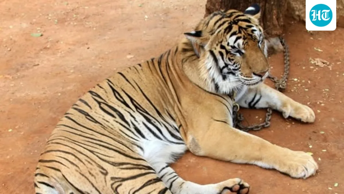 5-year-old Indian girl battles life-threatening sepsis after tiger scratch in Pattaya during ‘photo-ops’