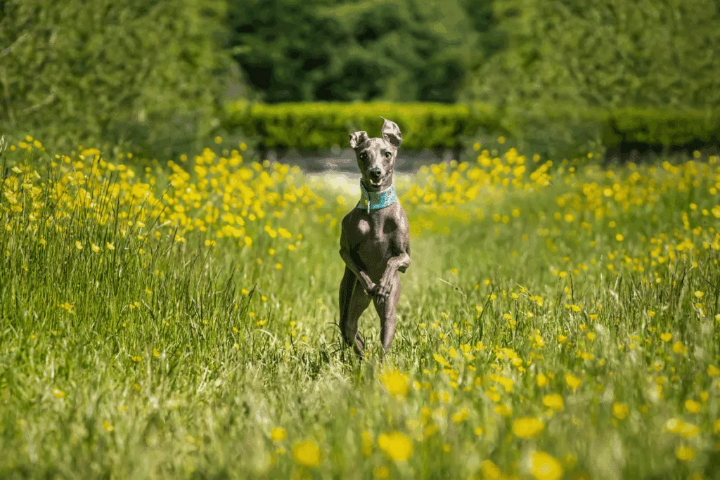 Pequeno lebrel italiano: conheça essa raça de cachorro elegante e cheia de energia