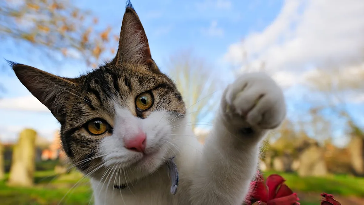 Das sagt die Forschung - Können Katzen Rechts- oder Linkspfötler sein?