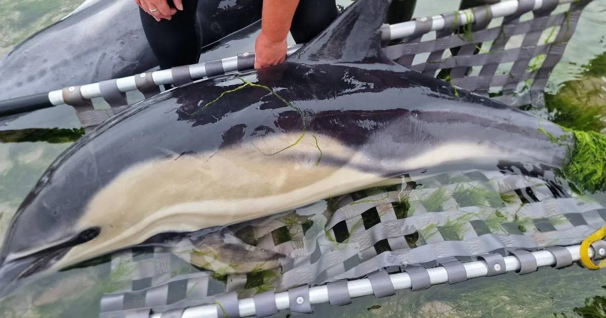 Salvaron a 12 delfines que habían quedado varados en una playa: "Queremos expresar nuestro más sincero agradecimiento a todos aquellos que lo dejaron todo para venir a ayudar"