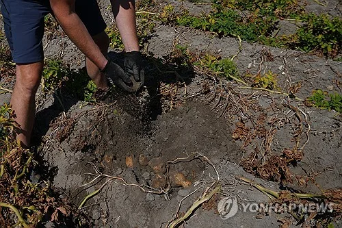 폭염에 유럽서 감자 부족 사태…"올해 310만t 생산 차질"