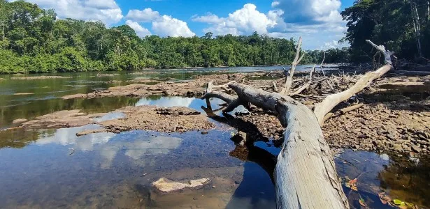 Seca e calor extremos do último El Niño antecipam ‘novo normal’ nas florestas tropicais