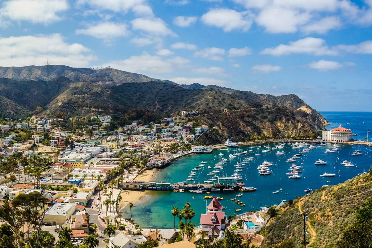 Newsom urged to intervene as controversial Catalina Island deer slaughter gets green light