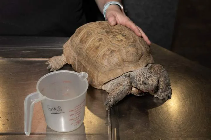 Support pours in for tortoise ahead of surgery