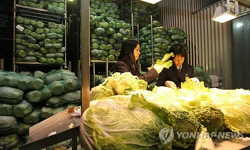 중국산 배추 '포름알데히드' 검사…최근 수입 8건 모두 불검출