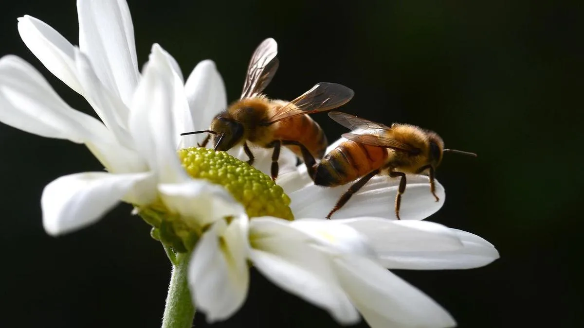 Expert raises alarm over second wave of bee-killing mites