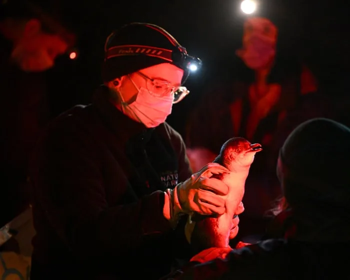 How do you vaccinate 1,000 tiny penguins against bird flu in the wild? It’s ‘really tricky’ but there is a way