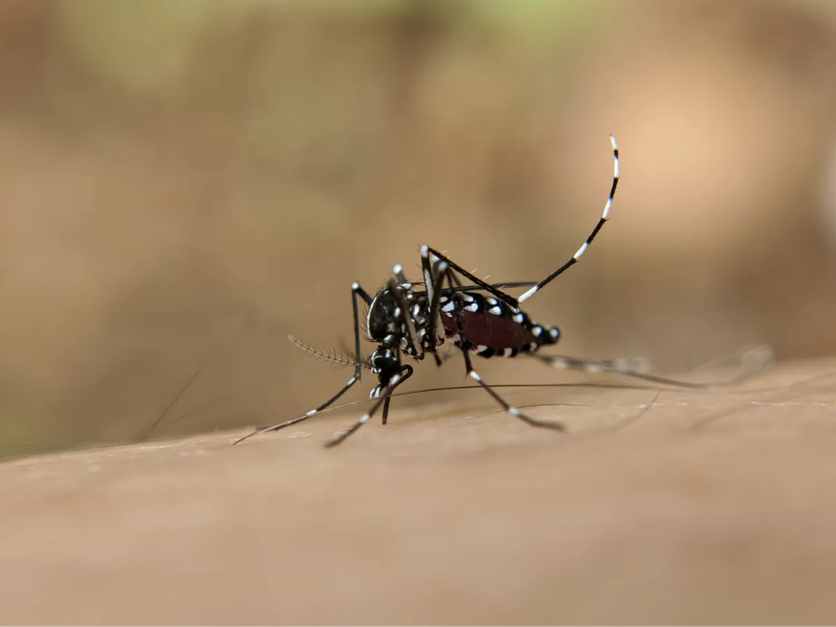 Por que algumas pessoas reagem mais às picadas de mosquito? Resposta está na saliva dos insetos