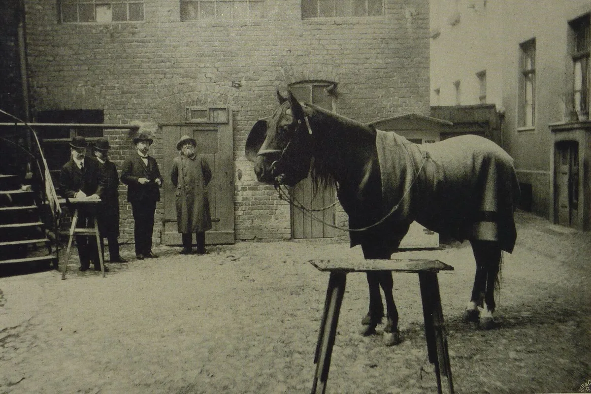 Como um cavalo “psíquico” chamado Hans ensinou a ciência a desconfiar de si própria