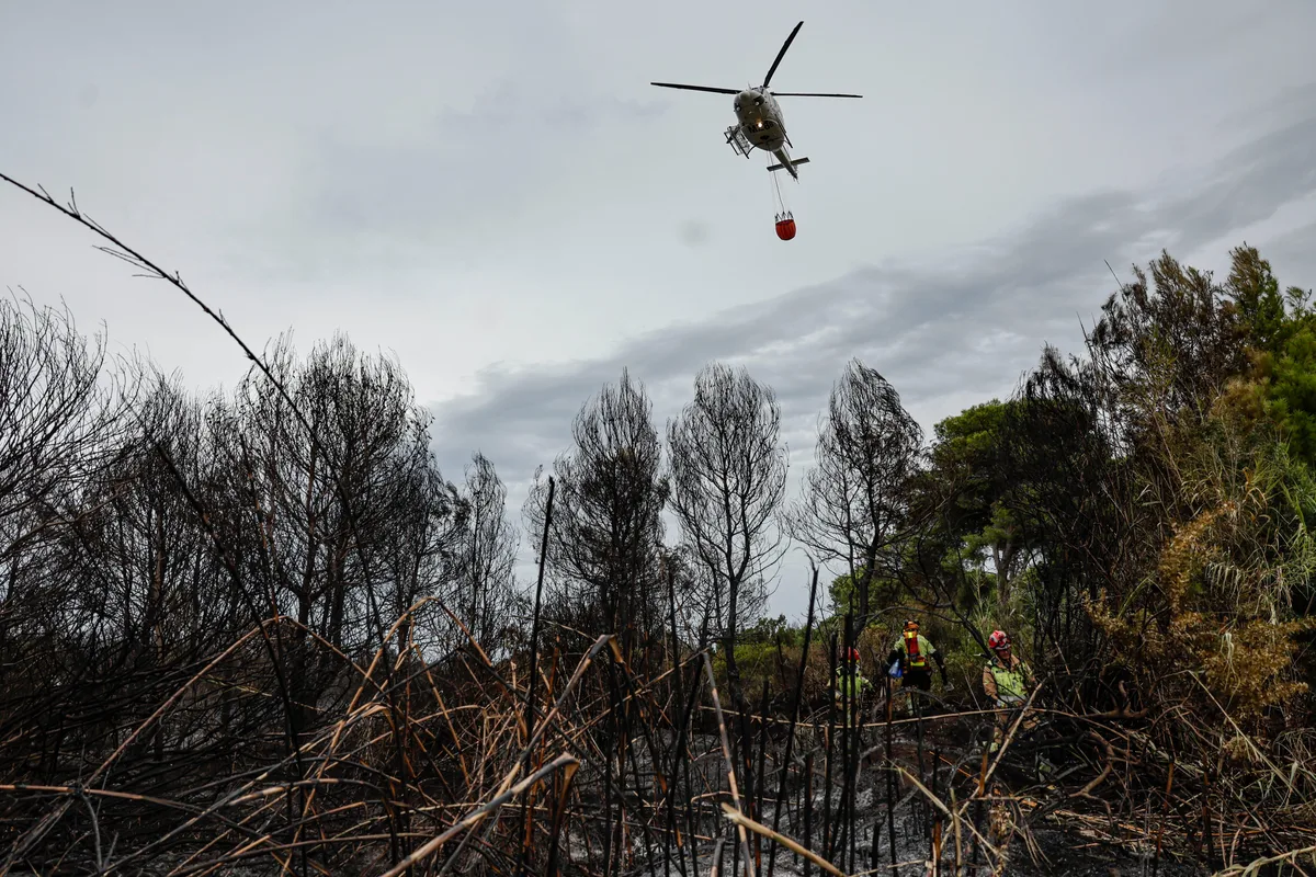 El Saler de Valencia tardará unos 20 años en recuperarse de uno de los peores incendios de su historia