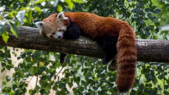 Las cámaras trampa confirman la presencia de pandas rojos en una zona poco explorada de Nepal