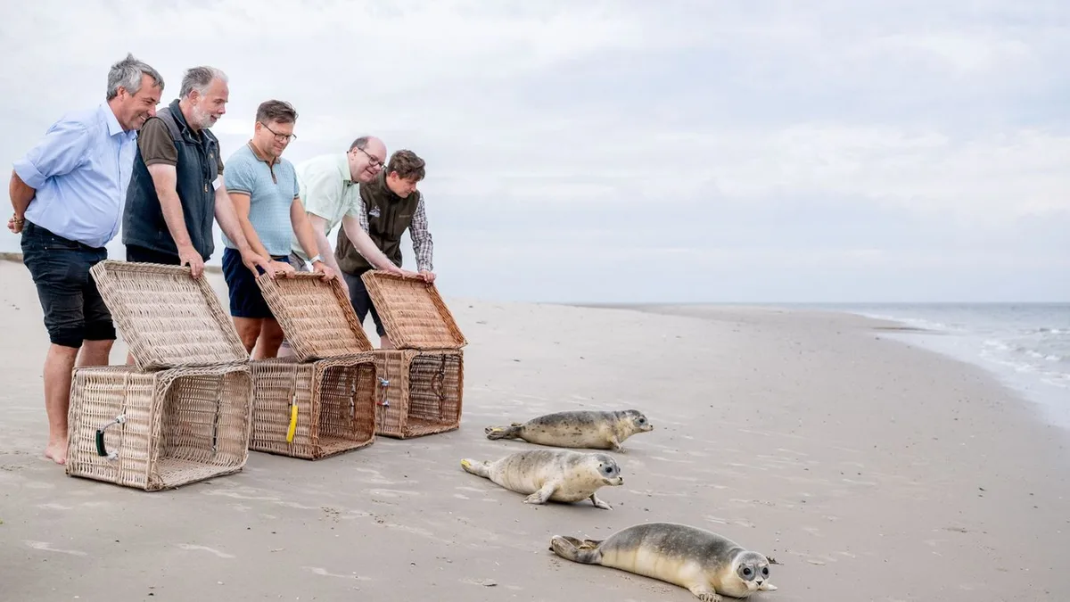 Auswilderung in der Nordsee: Aufgepäppelte Seehunde kehren zurück ins Wattenmeer