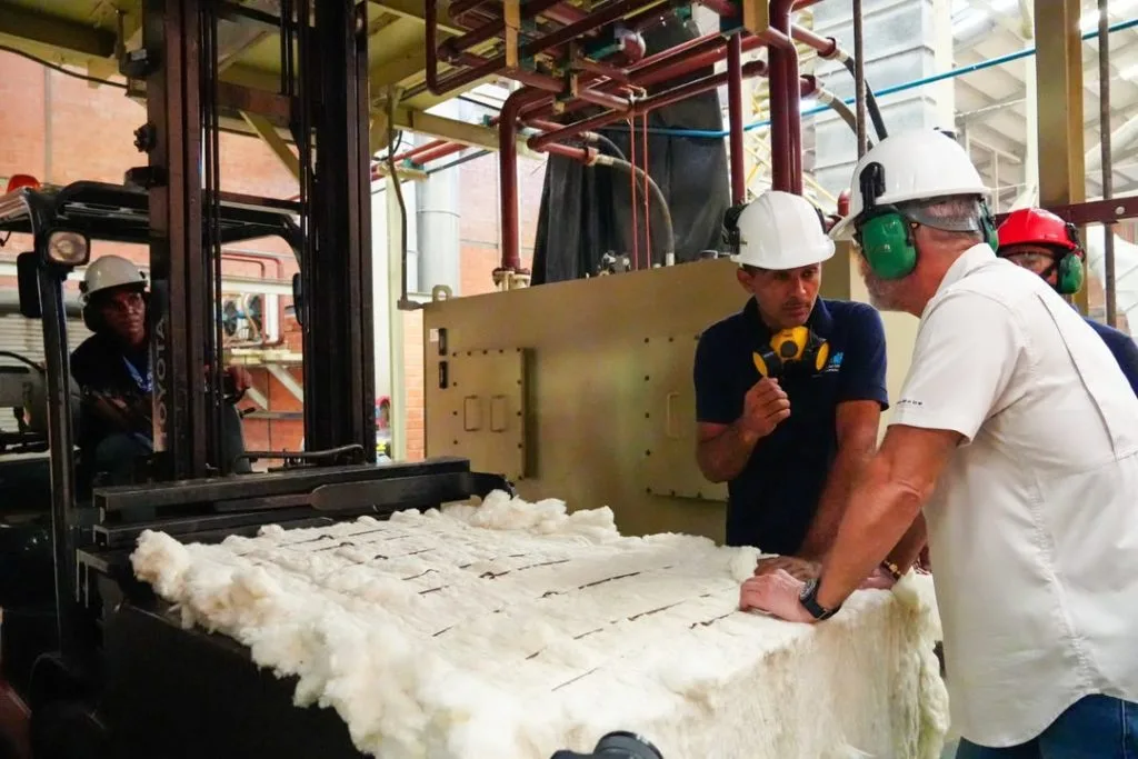 Inician plan de siembra de algodón para fortalecer la producción textilera del país
