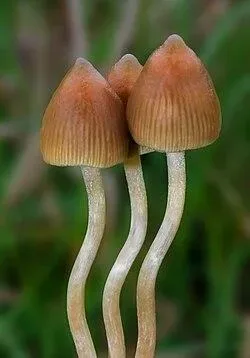 US study tests psilocybin to fight cancer side effects