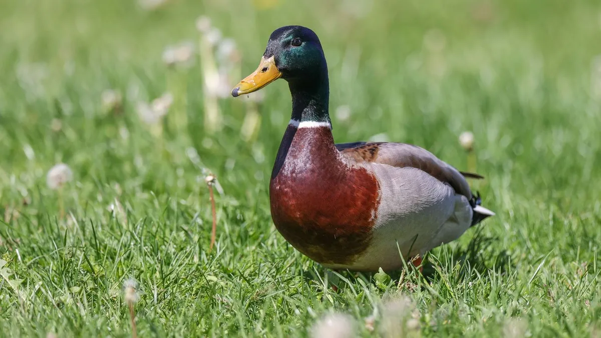Tierquälerei: Stockente durch Schuss verletzt – Polizei sucht Schützen