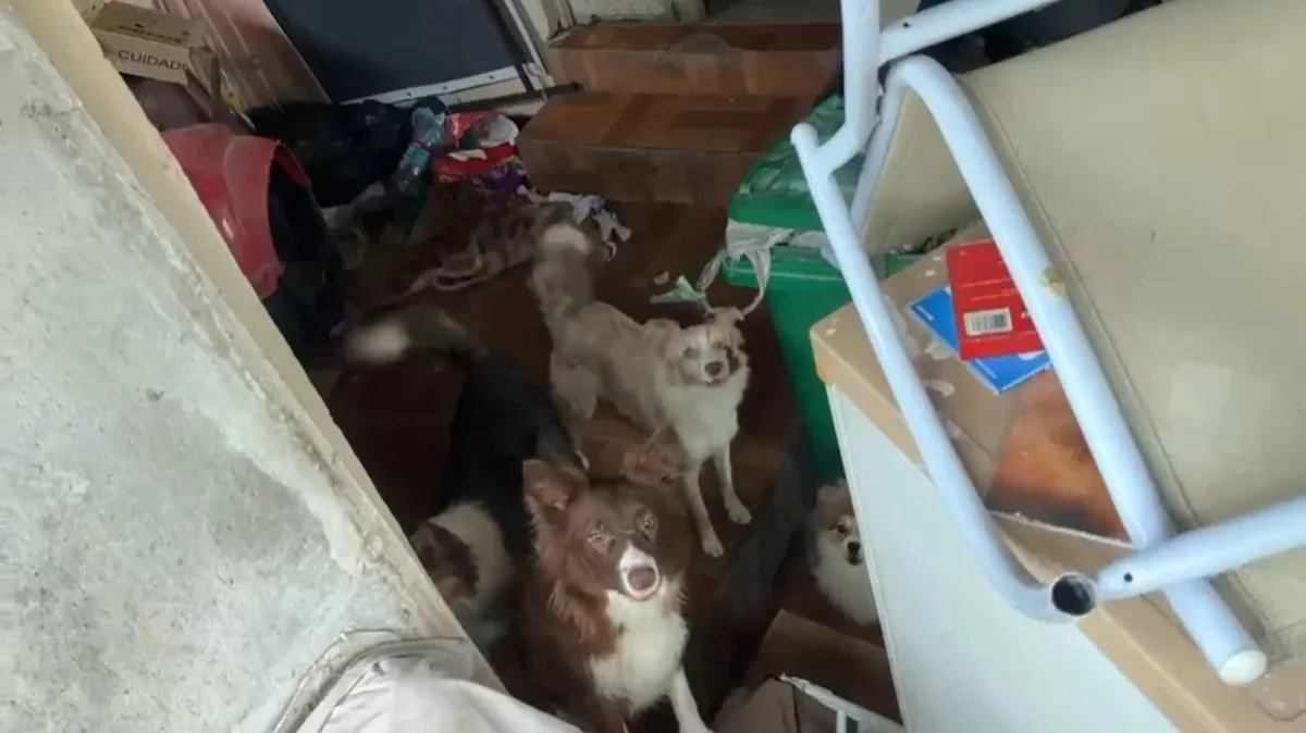 Polícia prende mulher e resgata mais de 15 cães em situação de maus-tratos no Rio; veja vídeos