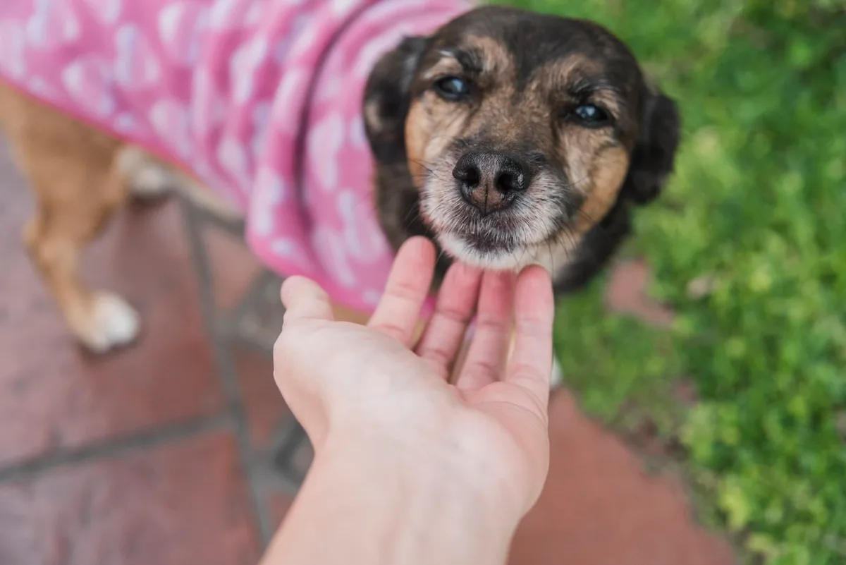 Cães conseguem 'ler' emoções humanas pelo rosto, aponta estudo
