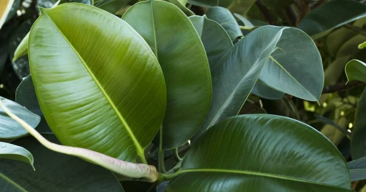 Del olivo al ficus: los mejores árboles más elegantes para plantar en una maceta