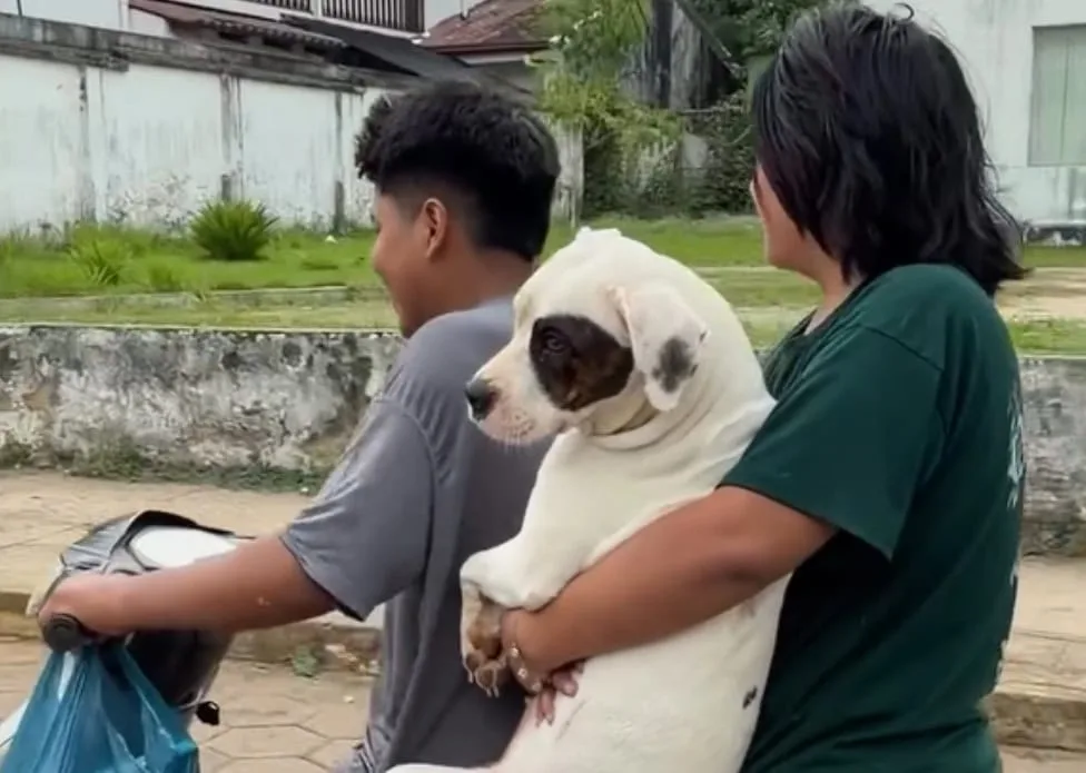 Cachorro na garupa de moto chama atenção em Cobija