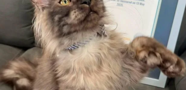 Gato com 29 dedos supera grave doença e quebra recorde mundial de 2002