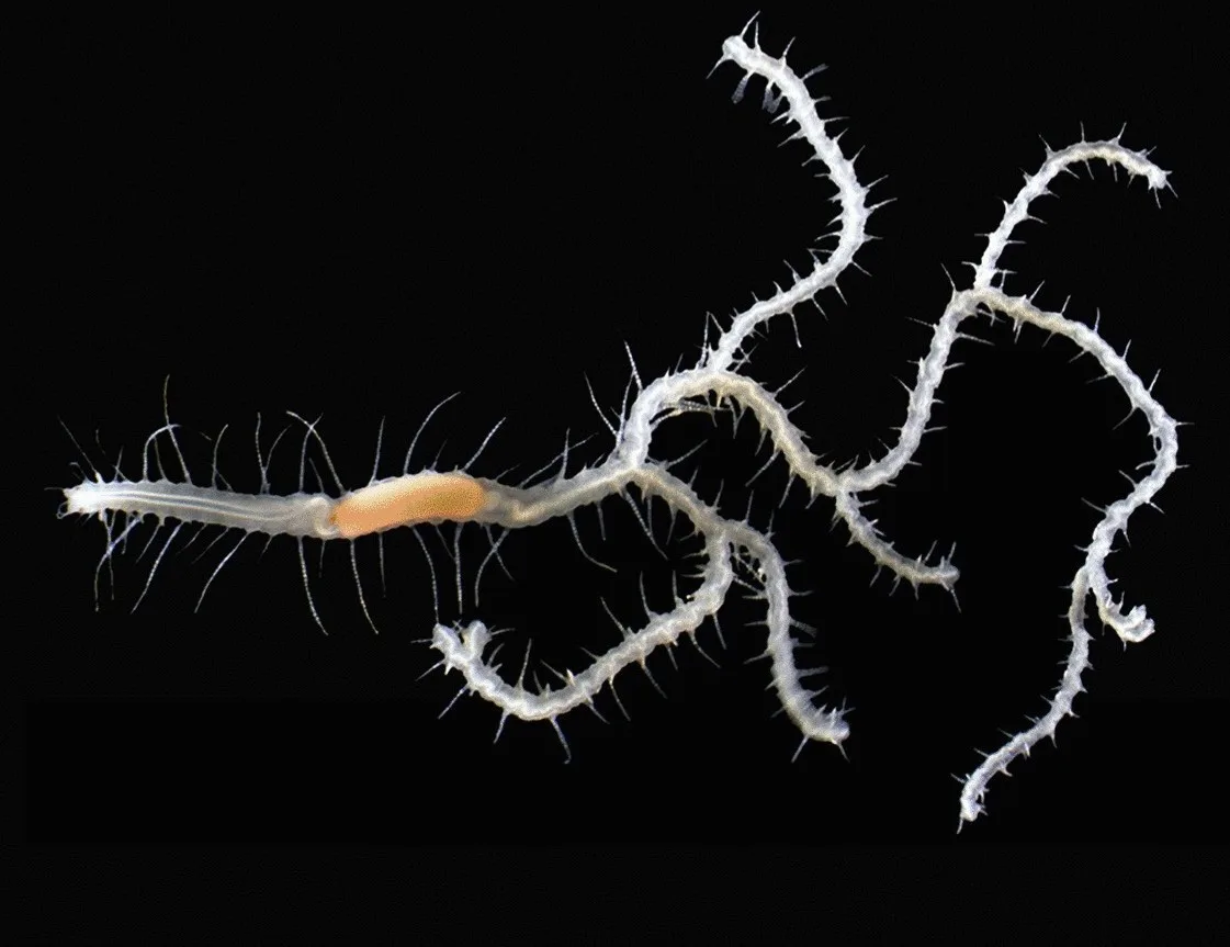 Pesquisa descobre novas espécies de vermes marinhos ramificados