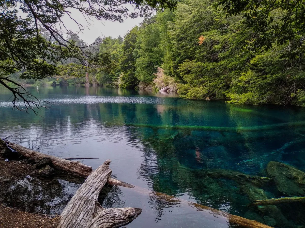 Hoy, estepa: descubren hojas y un fruto fosilizados de bosques húmedos templados hace 20 millones de años en la Patagonia