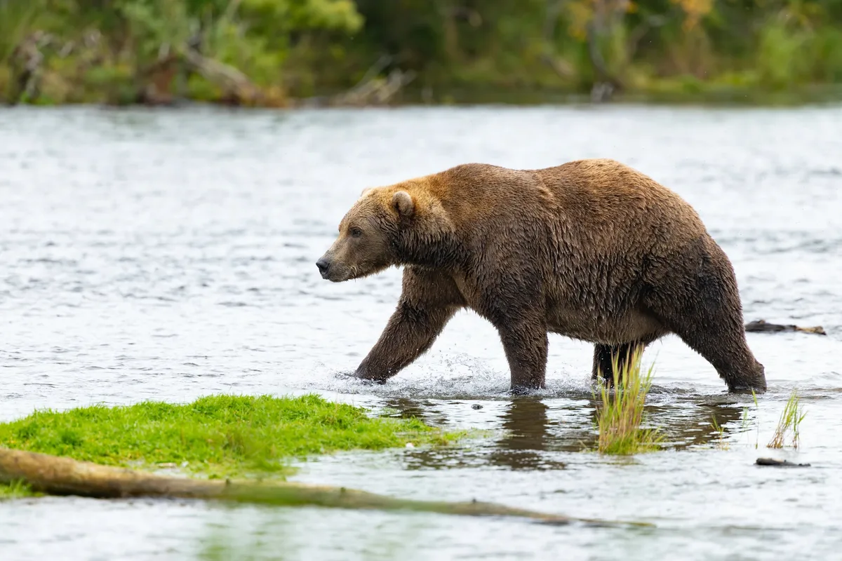 Comienza la Semana del Oso Gordo para disputar el título de peso pesado de Alaska