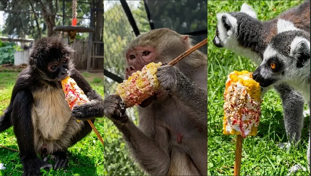 Con elotes preparados, así celebran el mes patrio los changuitos en Morelia
