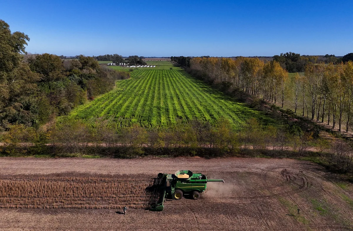 Soja frente a la sequía: descubren cómo detectar las plantas más resistentes mucho antes