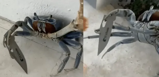Caranguejo invade quintal segurando lâmina e assusta homem nos EUA