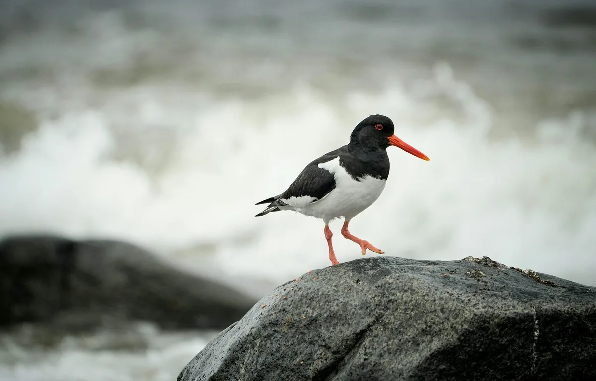 Rising seas threaten the world’s migratory shorebirds