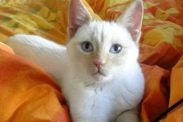 New law October key deadline for all cat owners in UK