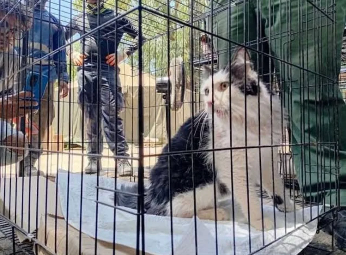 Gato es rescatado con vida tras 49 días bajo los escombros en Caraballeda